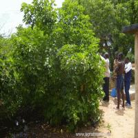 jatropha silvestre 3