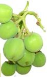 jatropha fruit 2