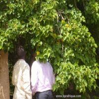 jatropha silvestre 2