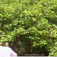 jatropha silvestre 1