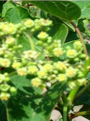 jatropha fleur