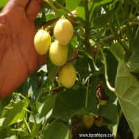 jatropha fruit